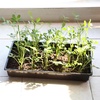 image:imageMr Pen Seed Starter Trays 5 Pack 17x10x24  Durable Plastic Growing Trays Stackable and Reusable Seedling Starter Kits for Indoor Outdoor Greenhouse GardeningBlack