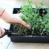 image:imageMr Pen Seed Starter Trays 5 Pack 17x10x24  Durable Plastic Growing Trays Stackable and Reusable Seedling Starter Kits for Indoor Outdoor Greenhouse GardeningBlack