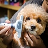 image:imageMr Pen  Stainless Steel Deshedding Brush for Dogs and Cats Pet Grooming Tool for Removing Loose Hair
