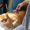 image:imageMr Pen Dog amp Cat Grooming Brush Shedding Deshedding Undercoat Brush SelfCleaning GrayPink