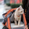 image:imageMr Pen Pet Carrier 175 x 112 x 115 Medium Size Orange  Portable Travel Carrier for Small Pets Cats amp Small Dogs Breathable Mesh Safety Inner LeashOrange