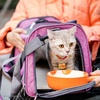 image:imageMr Pen Pet Carrier 175 x 112 x 115 Medium Size Orange  Portable Travel Carrier for Small Pets Cats amp Small Dogs Breathable Mesh Safety Inner LeashPink
