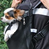 image:imageMr Pen Pet Carrier Backpack Weighing Up to 12 lbs  Adjustable Dog Carrier Backpacks