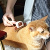 image:imageMr Pen Pet Grooming Brush Dog Brush for Shedding Dog Shedding Brush