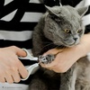 image:imageMr Pen Cat Nail Clipper Stainless Steel  Professional Sharp Cat Claw Trimmer for Small and Medium Cats Pet Nail Clipper with Sturdy Non Slip HandleBeige