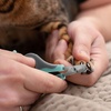 image:imageMr Pen Cat Nail Clipper Stainless Steel  Professional Sharp Cat Claw Trimmer for Small and Medium Cats Pet Nail Clipper with Sturdy Non Slip HandleBlue  Gray