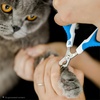 image:imageMr Pen Cat Nail Clipper Stainless Steel  Professional Sharp Cat Claw Trimmer for Small and Medium Cats Pet Nail Clipper with Sturdy Non Slip HandleBlue  White