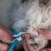 image:imageMr Pen Cat Nail Clipper Stainless Steel  Professional Sharp Cat Claw Trimmer for Small and Medium Cats Pet Nail Clipper with Sturdy Non Slip HandleBlue