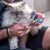 image:imageMr Pen Cat Nail Clipper Stainless Steel  Professional Sharp Cat Claw Trimmer for Small and Medium Cats Pet Nail Clipper with Sturdy Non Slip HandleBlue