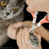 image:imageMr Pen Cat Nail Clipper Stainless Steel  Professional Sharp Cat Claw Trimmer for Small and Medium Cats Pet Nail Clipper with Sturdy Non Slip HandleCoral