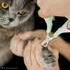 image:imageMr Pen Cat Nail Clipper Stainless Steel  Professional Sharp Cat Claw Trimmer for Small and Medium Cats Pet Nail Clipper with Sturdy Non Slip HandleGreyTea Green
