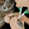 image:imageMr Pen Cat Nail Clipper Stainless Steel  Professional Sharp Cat Claw Trimmer for Small and Medium Cats Pet Nail Clipper with Sturdy Non Slip HandleGreen  White
