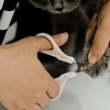 image:imageMr Pen Cat Nail Clipper Stainless Steel  Professional Sharp Cat Claw Trimmer for Small and Medium Cats Pet Nail Clipper with Sturdy Non Slip HandlePink