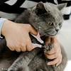 image:imageMr Pen Cat Nail Clipper Stainless Steel  Professional Sharp Cat Claw Trimmer for Small and Medium Cats Pet Nail Clipper with Sturdy Non Slip HandlePink