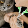image:imageMr Pen Cat Nail Clipper Stainless Steel  Professional Sharp Cat Claw Trimmer for Small and Medium Cats Pet Nail Clipper with Sturdy Non Slip HandleSpring Green  White