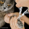 image:imageMr Pen Cat Nail Clipper Stainless Steel  Professional Sharp Cat Claw Trimmer for Small and Medium Cats Pet Nail Clipper with Sturdy Non Slip HandleWhite  Gray