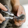 image:imageMr Pen Cat Nail Clipper Stainless Steel  Professional Sharp Cat Claw Trimmer for Small and Medium Cats Pet Nail Clipper with Sturdy Non Slip HandleWhite  Gray