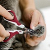 image:imageMr Pen Cat Nail Clipper Stainless Steel  Professional Sharp Cat Claw Trimmer for Small and Medium Cats Pet Nail Clipper with Sturdy Non Slip HandleWine  White