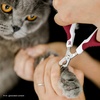 image:imageMr Pen Cat Nail Clipper Stainless Steel  Professional Sharp Cat Claw Trimmer for Small and Medium Cats Pet Nail Clipper with Sturdy Non Slip HandleWine  White
