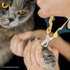 image:imageMr Pen Cat Nail Clipper Stainless Steel  Professional Sharp Cat Claw Trimmer for Small and Medium Cats Pet Nail Clipper with Sturdy Non Slip HandleYellowDark Teal