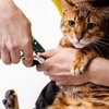 image:imageMr Pen Cat Nail Clipper with Adjustable LED Light Green Cat Nail Trimmer  Cat Claw Clippers Cat Clippers for Nails Pet Nail Clippers Kitten Nail Clipper Small Dog Nail Clipper Cat Claw Trimmer