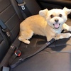 image:imageMr Pen Dog Seat Belt 2 Pack Adjustable Dog Seat Belt for Car  Dog Seatbelt Dog Car Seat Belts Seat Belt for Dogs in Car Dog Car Seat Belt Dog Car Leash Dog Seatbelt Harness