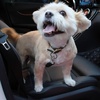 image:imageMr Pen Dog Seat Belt 2 Pack Adjustable Dog Seat Belt for Car  Dog Seatbelt Dog Car Seat Belts Seat Belt for Dogs in Car Dog Car Seat Belt Dog Car Leash Dog Seatbelt Harness
